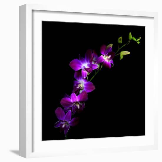 Purple Dendrobium Orchids-Magda Indigo-Framed Photographic Print