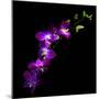 Purple Dendrobium Orchids-Magda Indigo-Mounted Photographic Print