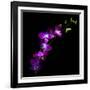 Purple Dendrobium Orchids-Magda Indigo-Framed Photographic Print