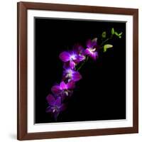 Purple Dendrobium Orchids-Magda Indigo-Framed Photographic Print