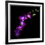 Purple Dendrobium Orchids-Magda Indigo-Framed Photographic Print