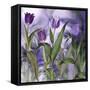 Purple Dream II-Mindy Sommers-Framed Stretched Canvas
