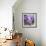 Purple Dream III-Mindy Sommers-Framed Giclee Print displayed on a wall