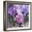 Purple Dream III-Mindy Sommers-Framed Giclee Print