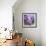 Purple Dream III-Mindy Sommers-Framed Giclee Print displayed on a wall