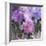 Purple Dream III-Mindy Sommers-Framed Giclee Print