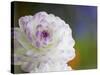 Purple Edged White Dahlia in Full Bloom-Terry Eggers-Stretched Canvas