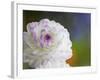 Purple Edged White Dahlia in Full Bloom-Terry Eggers-Framed Photographic Print