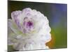 Purple Edged White Dahlia in Full Bloom-Terry Eggers-Mounted Photographic Print