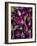 Purple eggplant, Seafront Market, St-Paul, Reunion Island, France-Walter Bibikow-Framed Photographic Print