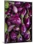 Purple eggplant, Seafront Market, St-Paul, Reunion Island, France-Walter Bibikow-Mounted Premium Photographic Print