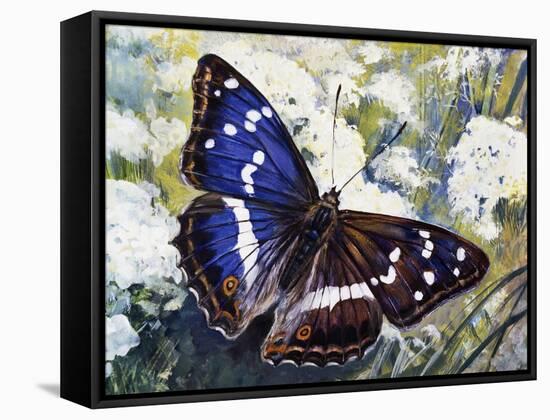 Purple Emperor (Apatura Iris), Nymphalidae-null-Framed Stretched Canvas
