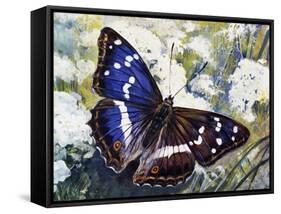 Purple Emperor (Apatura Iris), Nymphalidae-null-Framed Stretched Canvas