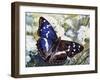 Purple Emperor (Apatura Iris), Nymphalidae-null-Framed Giclee Print