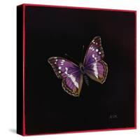 Purple Emperor Butterfly, 2000-Amelia Kleiser-Stretched Canvas