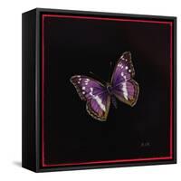 Purple Emperor Butterfly, 2000-Amelia Kleiser-Framed Stretched Canvas