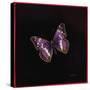 Purple Emperor Butterfly, 2000-Amelia Kleiser-Stretched Canvas