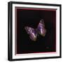 Purple Emperor Butterfly, 2000-Amelia Kleiser-Framed Giclee Print