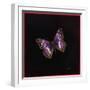 Purple Emperor Butterfly, 2000-Amelia Kleiser-Framed Giclee Print