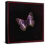 Purple Emperor Butterfly, 2000-Amelia Kleiser-Framed Stretched Canvas