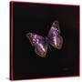 Purple Emperor Butterfly, 2000-Amelia Kleiser-Stretched Canvas