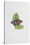 Purple Emperor Butterfly on Oak Leaves-Elizabeth Rice-Stretched Canvas