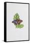 Purple Emperor Butterfly on Oak Leaves-Elizabeth Rice-Framed Stretched Canvas