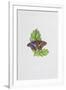 Purple Emperor Butterfly on Oak Leaves-Elizabeth Rice-Framed Premium Giclee Print
