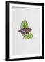 Purple Emperor Butterfly on Oak Leaves-Elizabeth Rice-Framed Premium Giclee Print