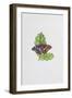 Purple Emperor Butterfly on Oak Leaves-Elizabeth Rice-Framed Giclee Print