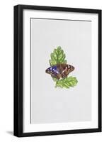 Purple Emperor Butterfly on Oak Leaves-Elizabeth Rice-Framed Giclee Print