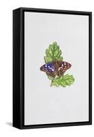 Purple Emperor Butterfly on Oak Leaves-Elizabeth Rice-Framed Stretched Canvas
