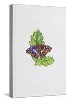 Purple Emperor Butterfly on Oak Leaves-Elizabeth Rice-Stretched Canvas