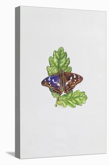 Purple Emperor Butterfly on Oak Leaves-Elizabeth Rice-Stretched Canvas