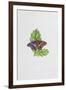 Purple Emperor Butterfly on Oak Leaves-Elizabeth Rice-Framed Giclee Print