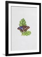 Purple Emperor Butterfly on Oak Leaves-Elizabeth Rice-Framed Giclee Print