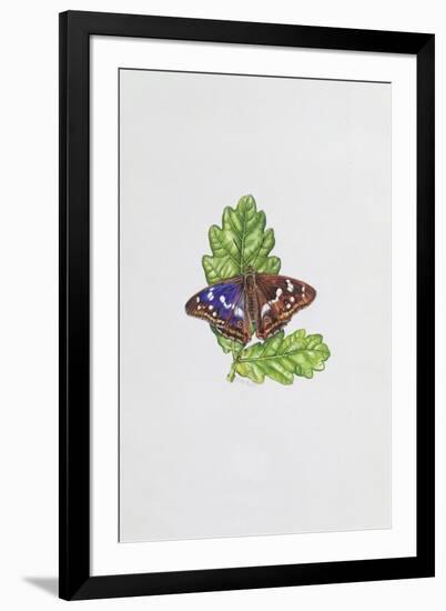 Purple Emperor Butterfly on Oak Leaves-Elizabeth Rice-Framed Giclee Print