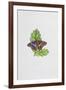 Purple Emperor Butterfly on Oak Leaves-Elizabeth Rice-Framed Giclee Print