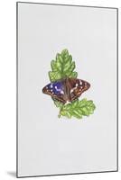 Purple Emperor Butterfly on Oak Leaves-Elizabeth Rice-Mounted Giclee Print