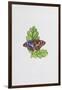 Purple Emperor Butterfly on Oak Leaves-Elizabeth Rice-Framed Giclee Print