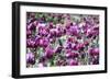 Purple Field-Incredi-Framed Giclee Print