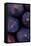 Purple Figs Iii-Den Reader-Framed Stretched Canvas