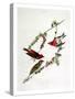 Purple Finch, from "Birds of America"-John James Audubon-Stretched Canvas