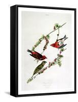 Purple Finch, from "Birds of America"-John James Audubon-Framed Stretched Canvas