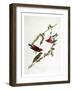 Purple Finch, from "Birds of America"-John James Audubon-Framed Giclee Print