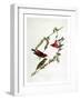 Purple Finch, from "Birds of America"-John James Audubon-Framed Giclee Print