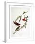 Purple Finch, from "Birds of America"-John James Audubon-Framed Giclee Print