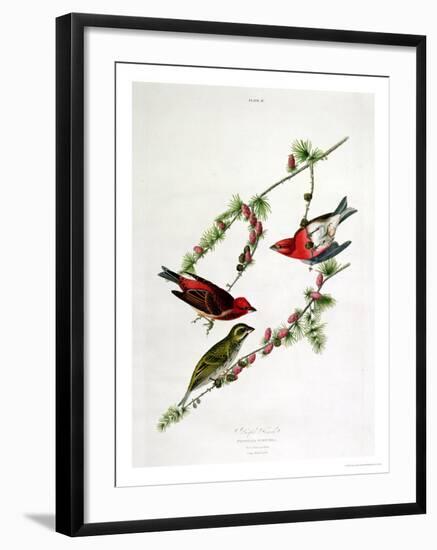 Purple Finch, from "Birds of America"-John James Audubon-Framed Giclee Print