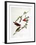 Purple Finch, from "Birds of America"-John James Audubon-Framed Giclee Print