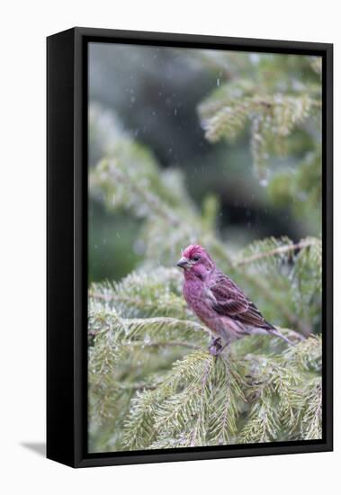 Purple finch male in fir tree in winter, Marion County, Illinois.-Richard & Susan Day-Framed Stretched Canvas